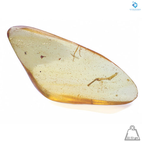 Natural Amber with Insects Natural Amber with Insects