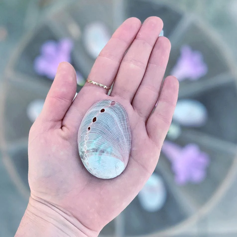 Mini Abalone Shell Mini Abalone Shell