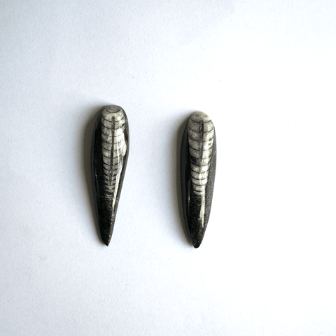 ORTHOCERAS STONE ( Fossil ) ORTHOCERAS STONE ( Fossil )