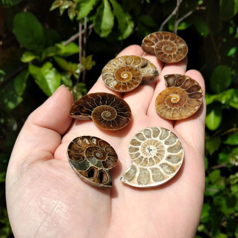 Ammonite Fossils Ammonite Fossils