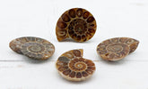 Ammonite Fossils