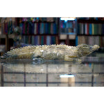 Cat's Eye Crocodile ( Very Rare )