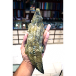 Cat's Eye Crocodile ( Very Rare )