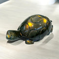 Tortoise ~  Good Luck