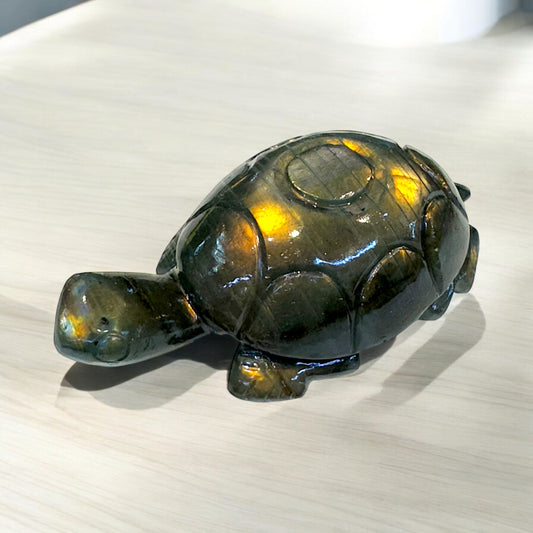 Tortoise ~  Good Luck 2400