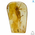 Natural Amber with Insects
