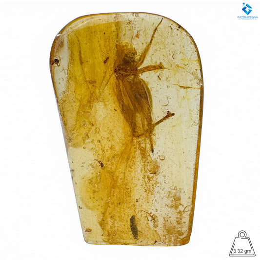 Natural Amber with Insects 2048