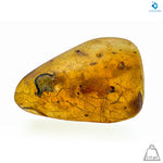 Natural Amber with Insects