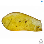 Natural Amber with Insects