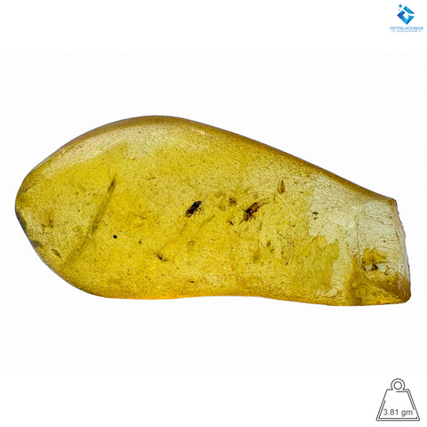 Natural Amber with Insects