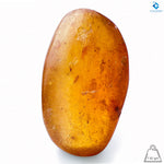 Natural Amber with Insects