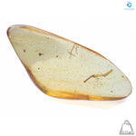 Natural Amber with Insects