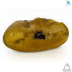 Natural Amber with Insects