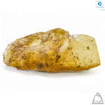 Natural Amber with Insects