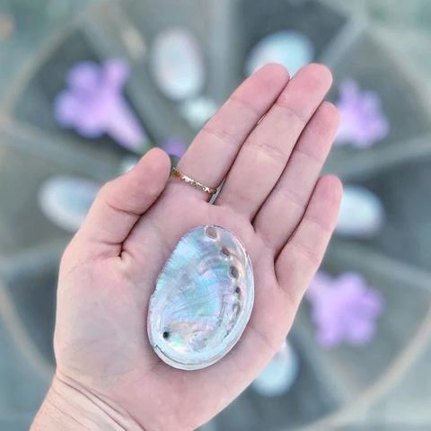 Mini Abalone Shell