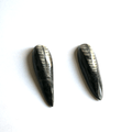 ORTHOCERAS STONE ( Fossil )