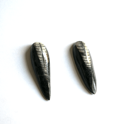 ORTHOCERAS STONE ( Fossil )