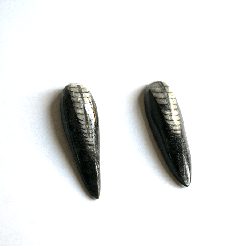 ORTHOCERAS STONE ( Fossil )