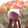 Peruvian Rhodonite Sphere