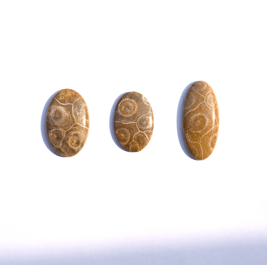 Fossilized Coral Cabochon 1098