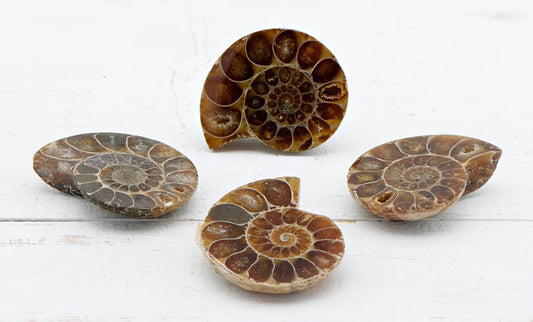 Ammonite Fossils 1100